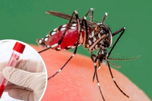 Advierten que el dengue mutó y que el invierno 