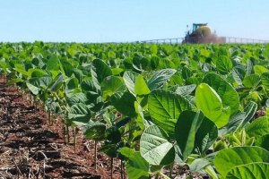 Finalizó la siembra de soja de primera en Entre Ríos con 589.600 hectáreas